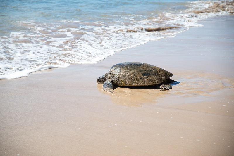 Мауи - Черепаха - Фото Коди Дарнелл