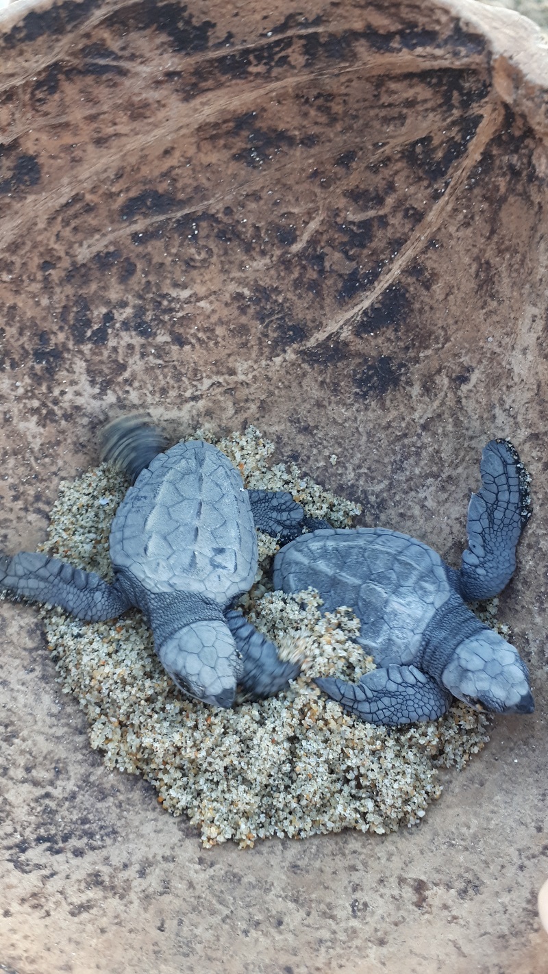 VIVO Resorts - Baby sea turtles - Photo Sabrina Pirillo