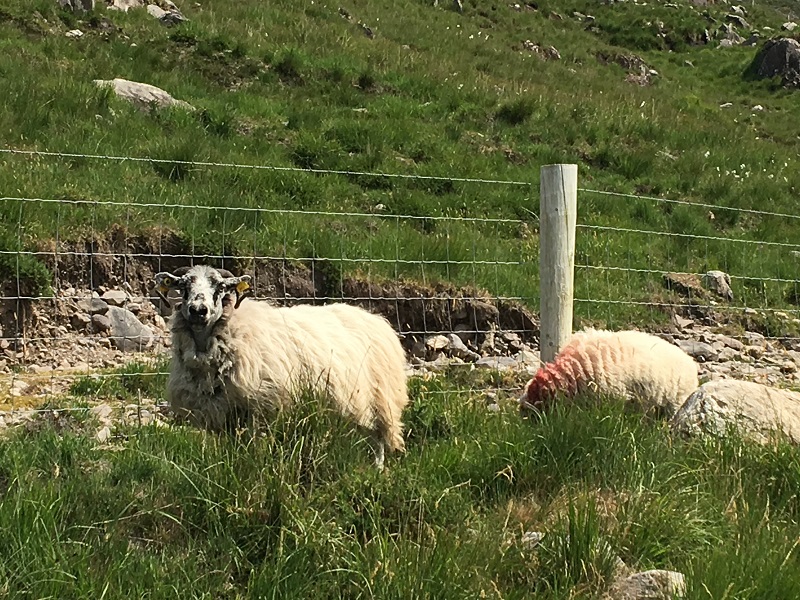 ワイルドアトランティックウェイアイルランド-地元の羊-写真メロディーレン