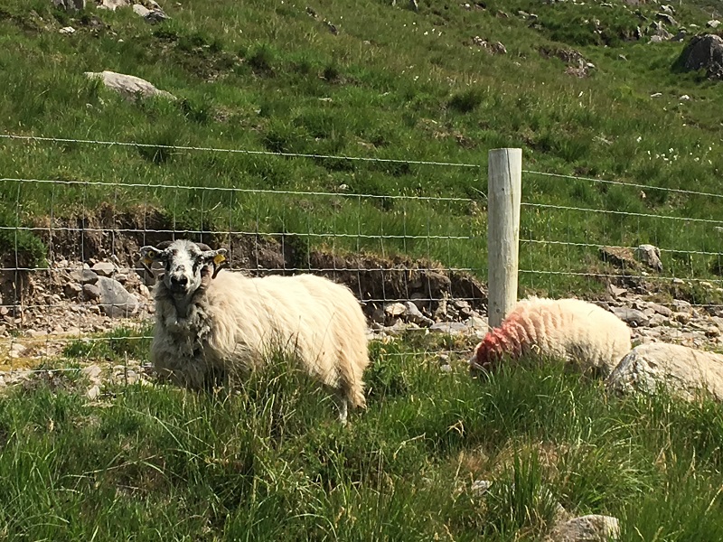 Wild Atlantic Way Ireland - Moutons locaux - Photo Melody Wren