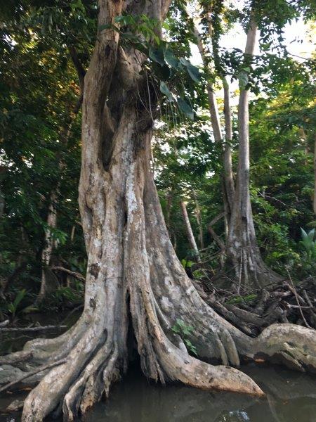 ڈومینیکا - ہندوستانی دریا کے درخت - تصویر میلوڈی ورین