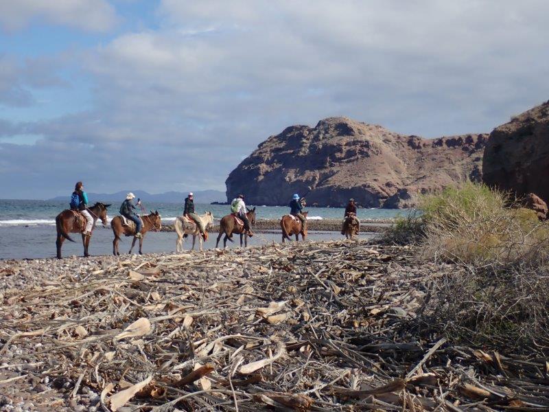 UnCruise Burros 4 تصویر میلوڈی Wren