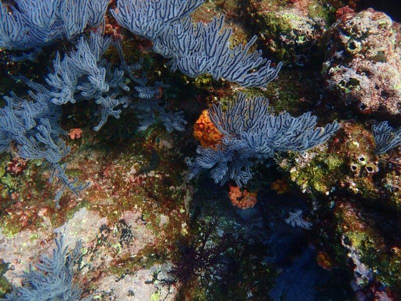 UnCruise Coral 9 Фото Мелоди Рен