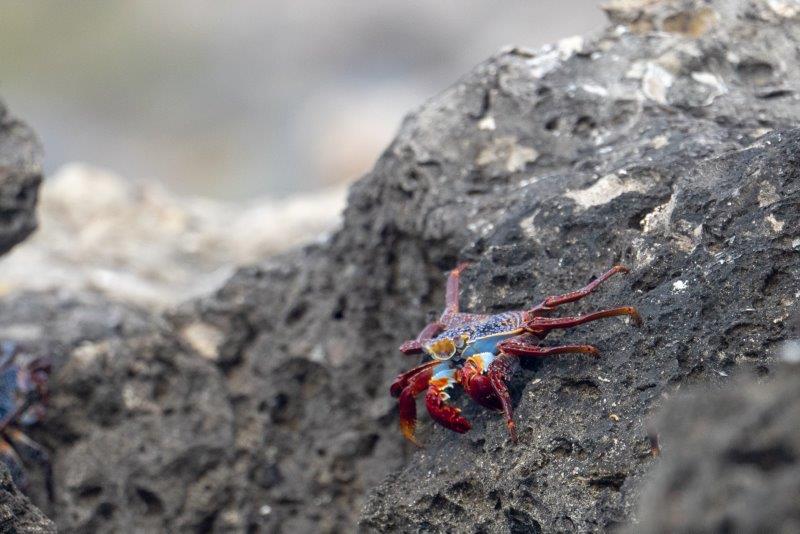 UnCruise Sally Lightfoot Crab6 照片旋律鹪鹩