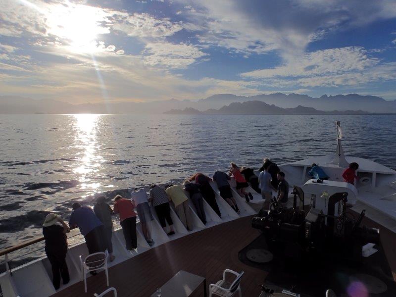 UnCruise dolphin watching from deck Photo Melody Wren