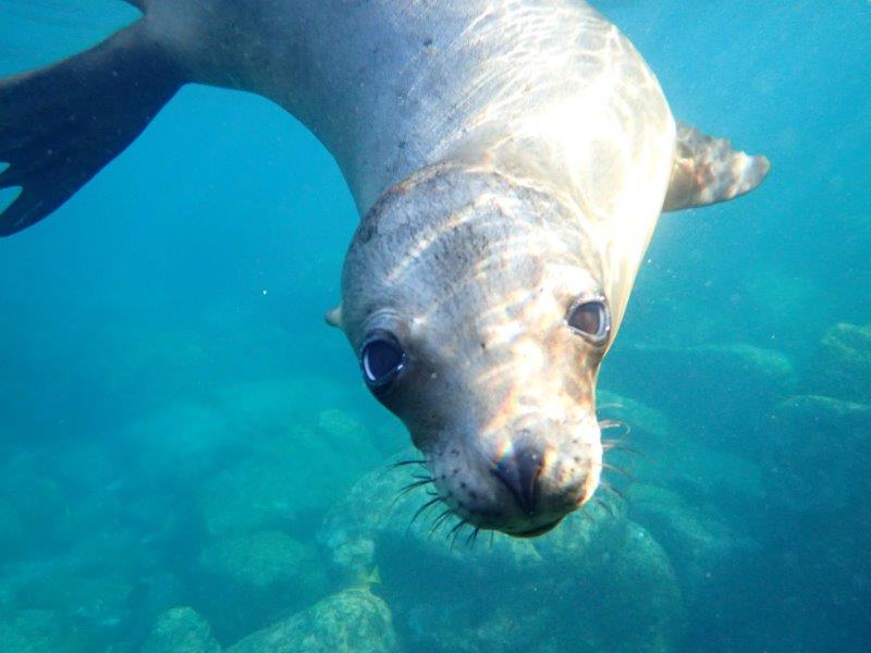 UnCruise sea lion close Photo Melody Wren