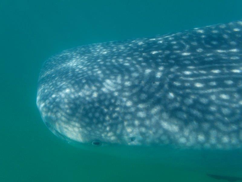 UnCruise whaleshark15b Foto Melodie Wren