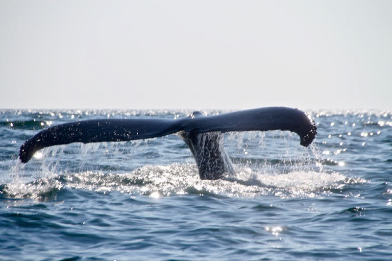 Whale tail on the Passamaquoddy photo by photographer, Debbie Malaidack