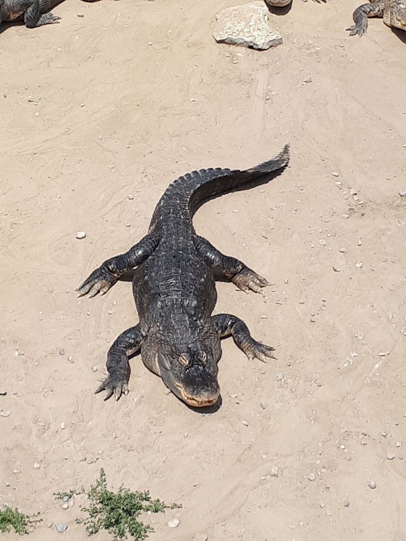 Reptile Zoo Peterbrough - Photo Sabrina Pirillo