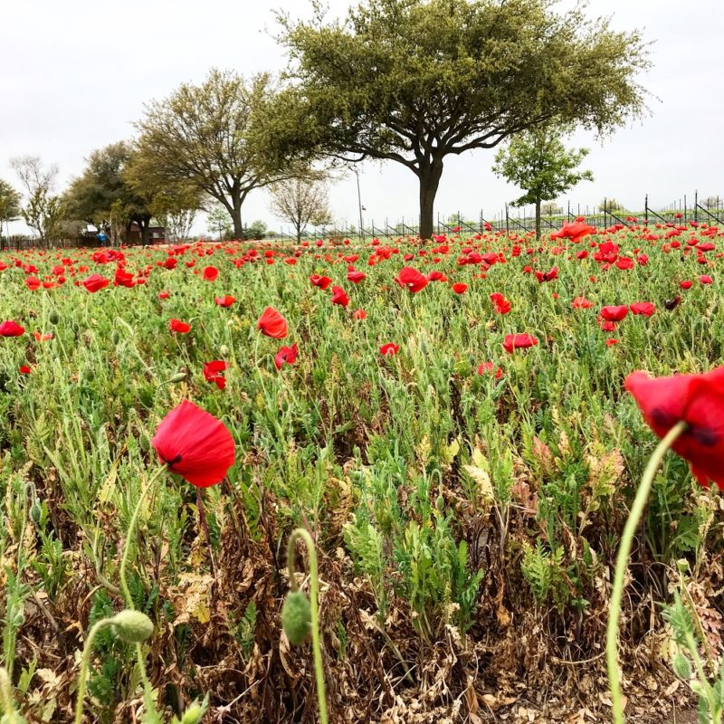 Wildblumenfelder bei Wildseed Farms – Kredit Kate Robertson