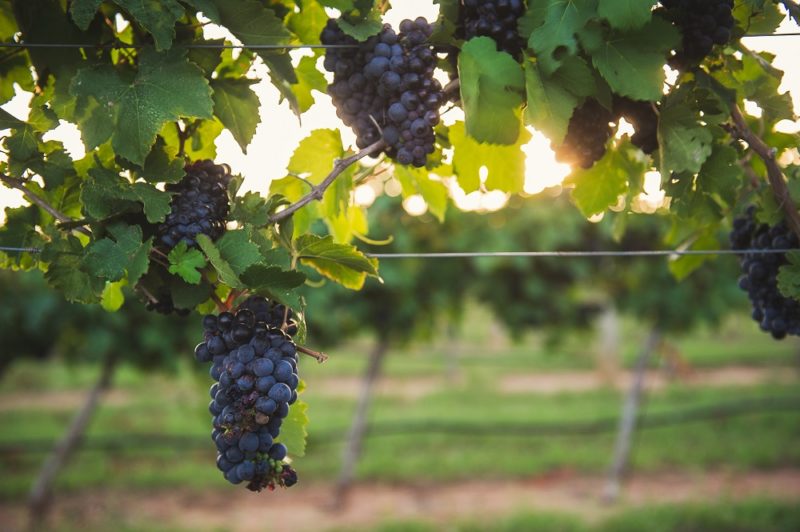 Texas Hill Country grapes - credit Blake Mistich