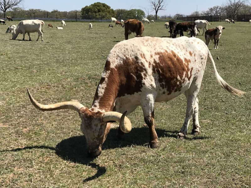 Un Texas Longhorn grande y hermoso - crédito de Kate Robertson