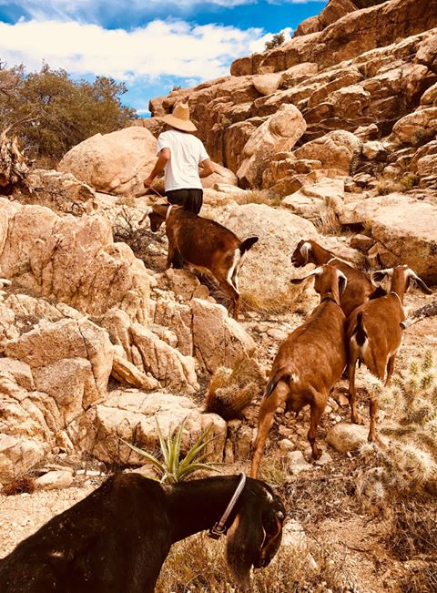 Hiking with Goats, Pioneertown California