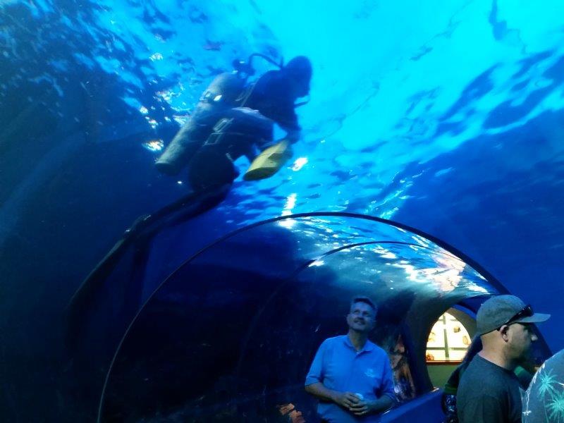 Feeding time at the Maui Ocean Center - photo Debra Smith