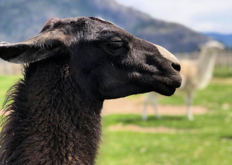 Delve into your deepest desires for all things pork and wine at the annual Pig Out Festival in Oliver Osoyoos Wine Country, British Columbia.