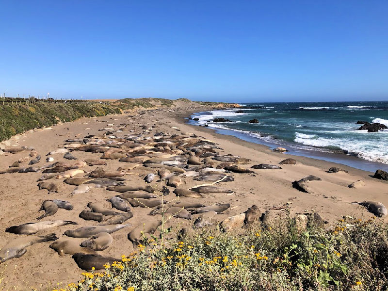 California Road Trip - Elephant Seal Preserve Photo: Claudia Laroye