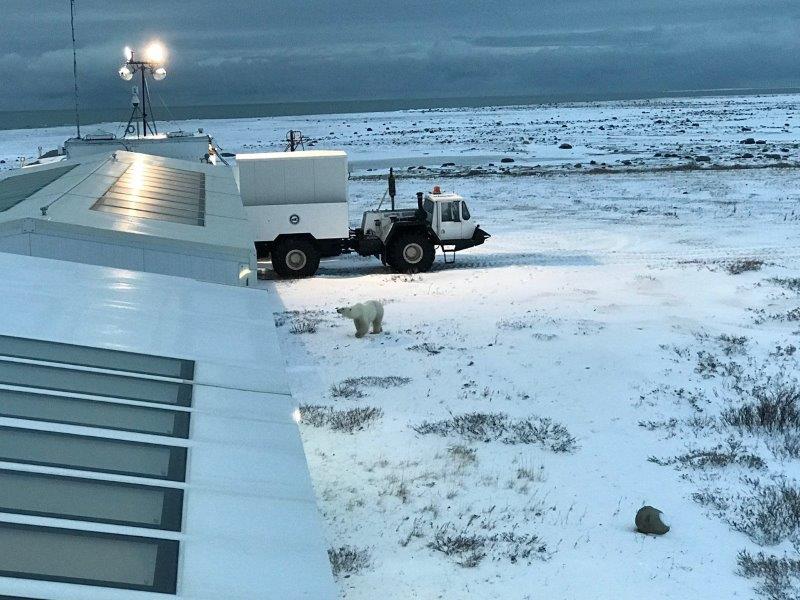 Churchill Manitoba - Frontiers North Adventures Pop Up Lodge - A polar bear patrols the tundra buggy lodge as night falls - Photo Carol Patterson