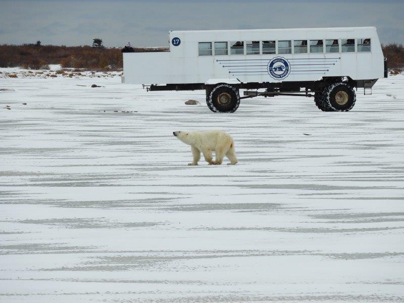 Churchill Manitoba - Frontiers North Adventures Pop Up Lodge - Daytime tours on tundra buggies bring tourists to the bears - Photo Carol Patterson