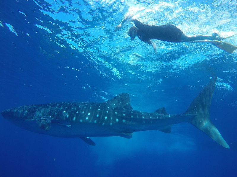 Requins baleines - Photo Tatiana Teevens Aventure avec un but