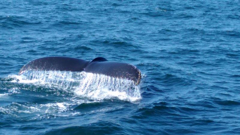 7 Seas Whale Watching tour - Foto Stephen Johnson