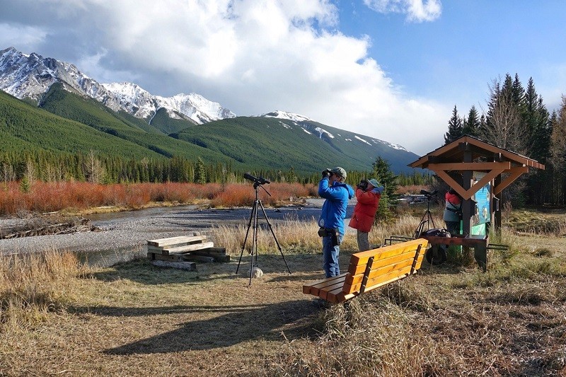 A pocos minutos de Canmore, los amantes de la naturaleza buscan águilas reales - Foto Carol Patterson