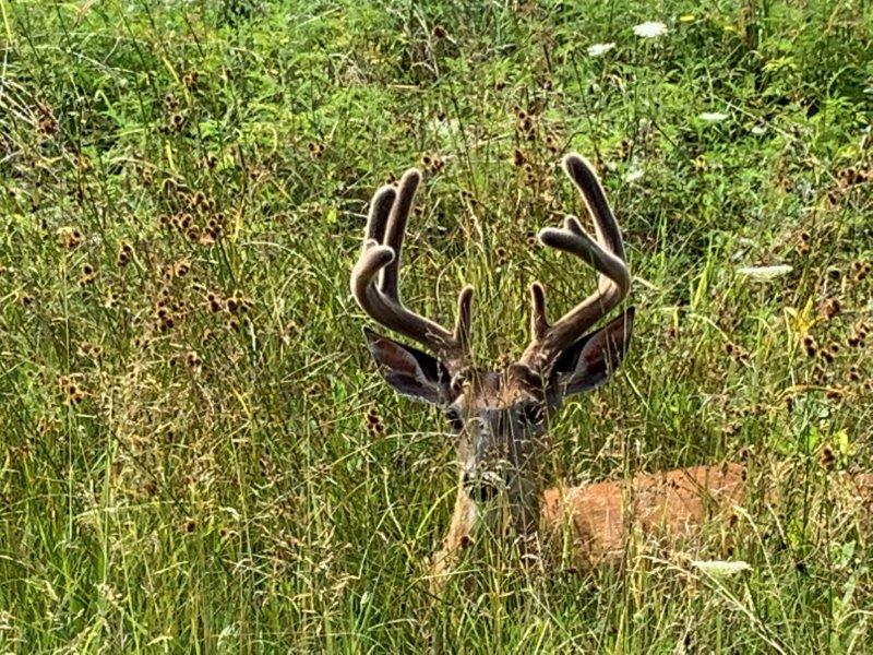 Finger Lakes Senaca Deer Foto Melody Wren