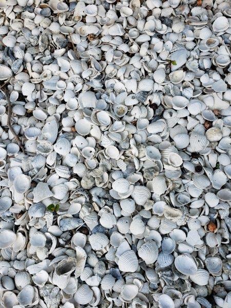 Florida Sanibel Fort Meyers Captiva Island Muscheln in Sanibel Foto Sabrina Pirillo