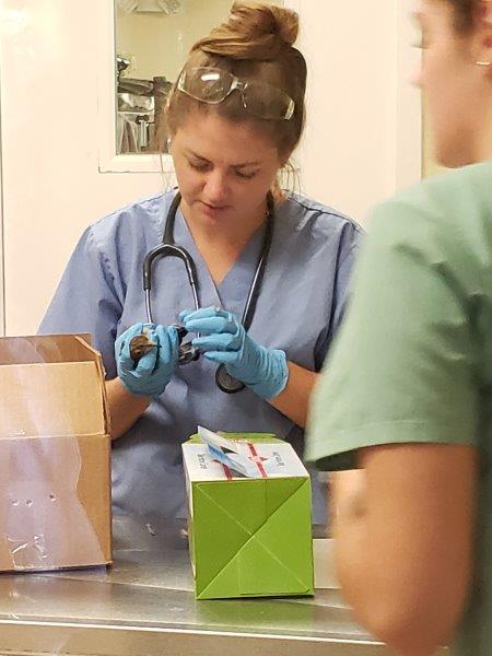 Florida Sanibel Fort Meyers Captiva Islane Doctor helping injured bird brought into CROW Photo Sabrina Pirillo