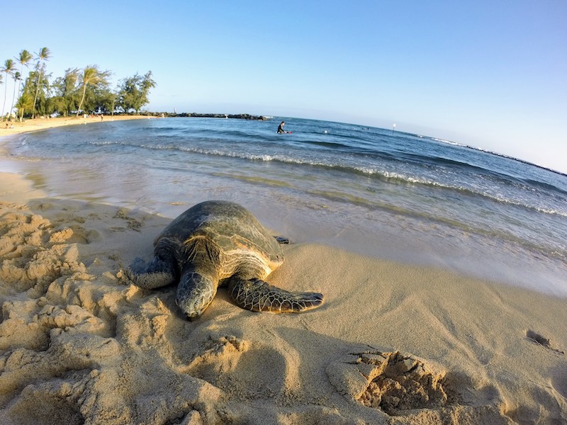 sea turtle Poipu Beach Kauai