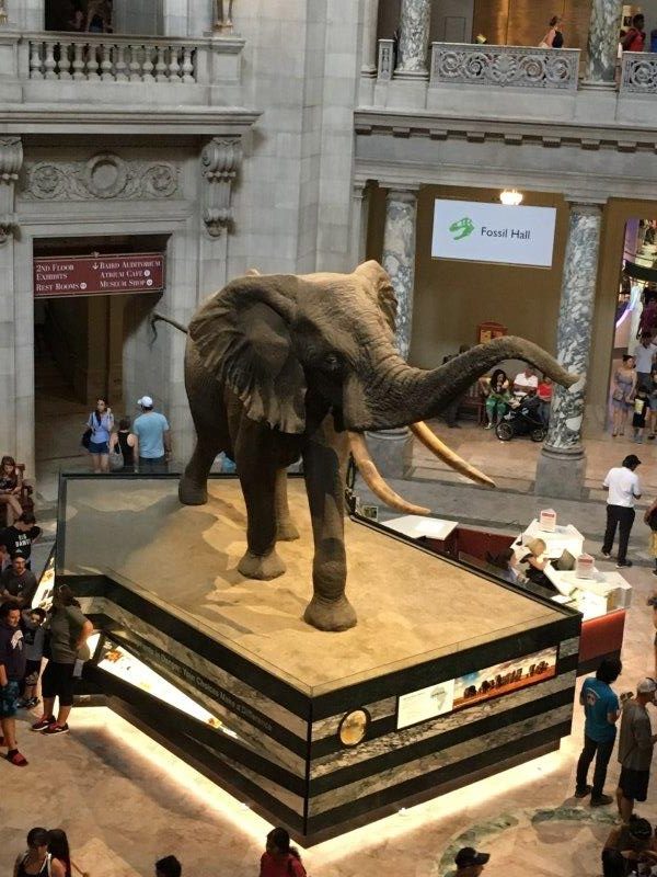 Washington DC-National Museum of Natural History - Foto Lisa Johnston