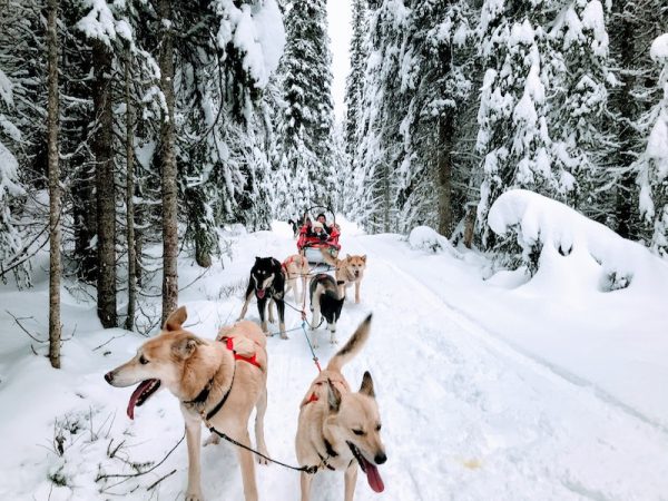 Mountain Man Dog Sled Adventures