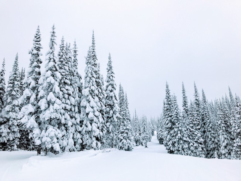 サンピークスリゾートの雪に覆われた木々