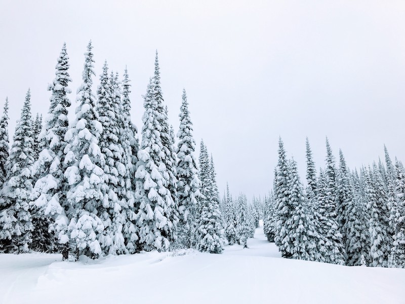 Sun Peaks Resort árboles nevados