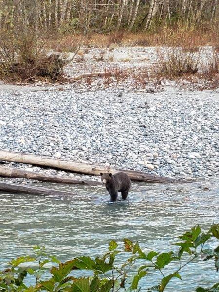 On repère une femelle grizzly - Photo Sabrina Pirillo