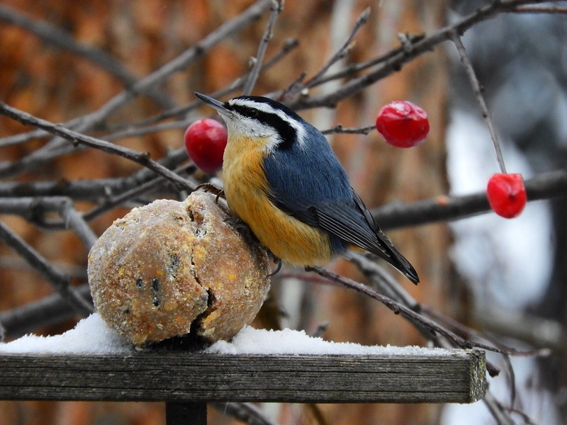 A bird feeder can attract a variety of birds to your yard - Photo Carol Patterson