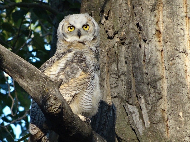 Spring is the perfect time to look for owlets in city parks - Photo Carol Patterson