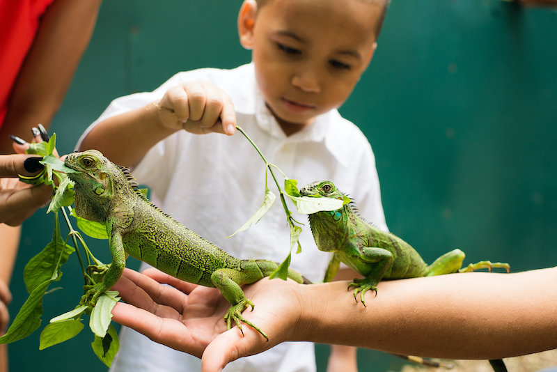 O Projeto de Conservação da Iguana Verde