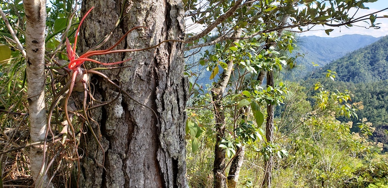 Mountain Pine Forest Reserve 