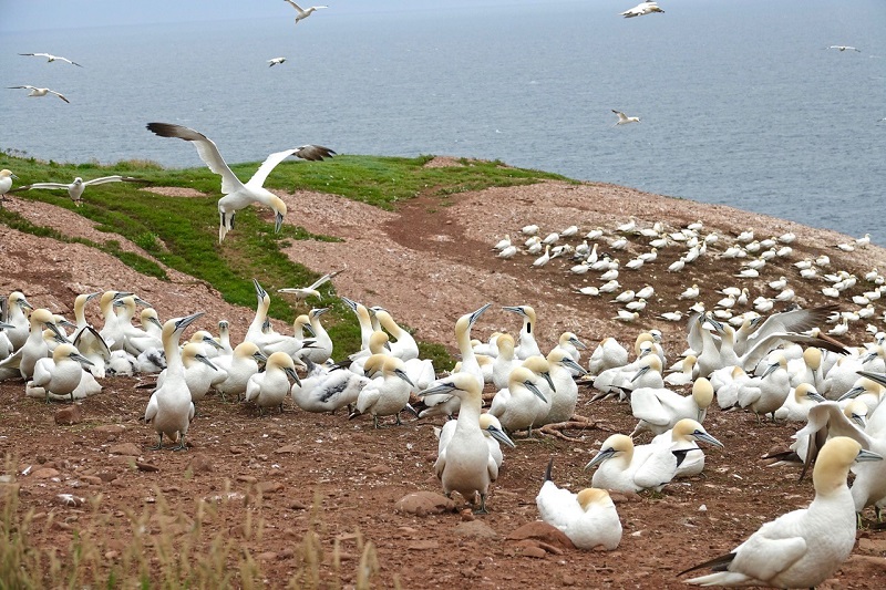 No Parc National de l'Île-Bonaventure-et-du-Rocher-Percé, observe uma das maiores colônias de gansos-patola da América do Norte. Foto Carol Patterson