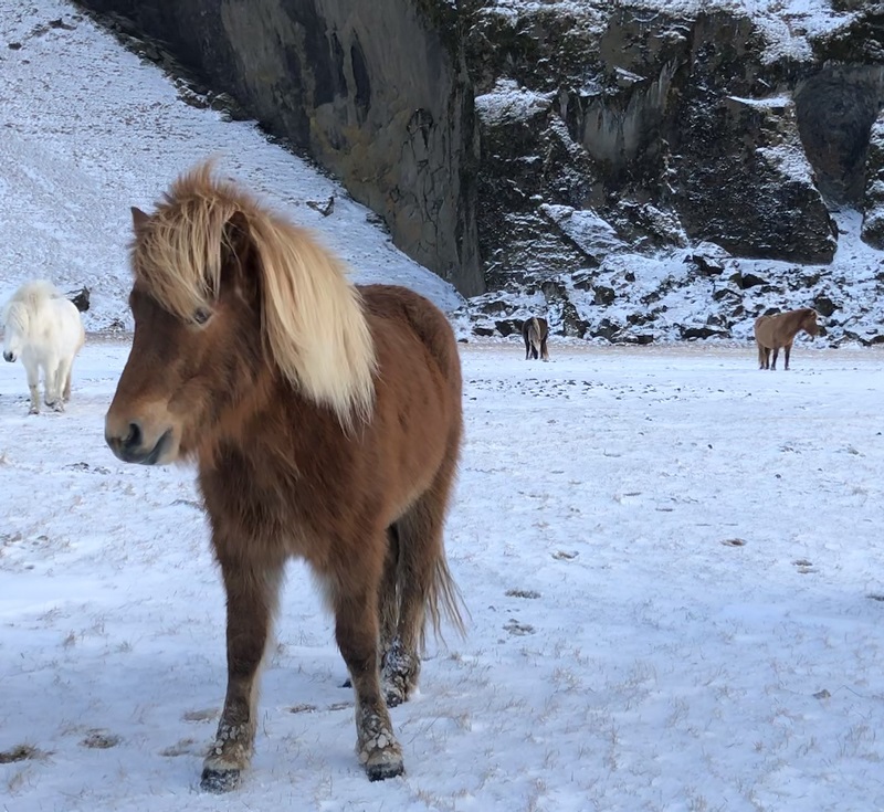 アイスランドの馬の写真フィオナタップ