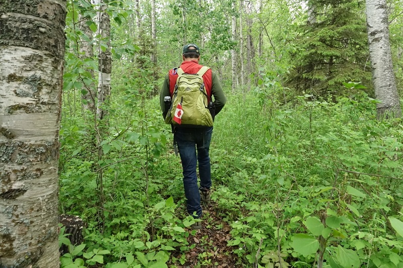 As trilhas do parque oferecem espaço para se espalhar no Lesser Slave Lake Provincial Park. Foto Carol Patterson