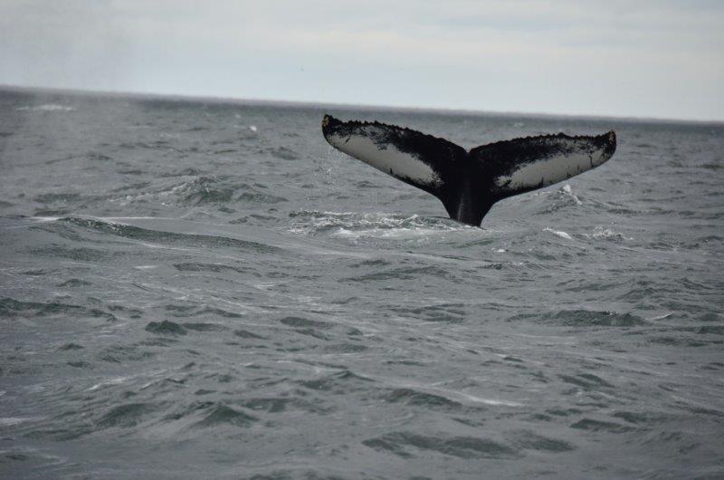 Saguenay Lac St-Jean 照片南希杜鲁门座头鲸