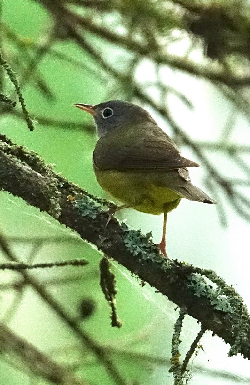 The rare and secretive Connecticut Warbler at Lesser Slave Lake Provincial Park. Photo Carol Patterson