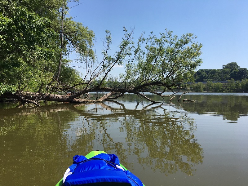 Cootes Paradise em Hamilton. Foto Denise Davy