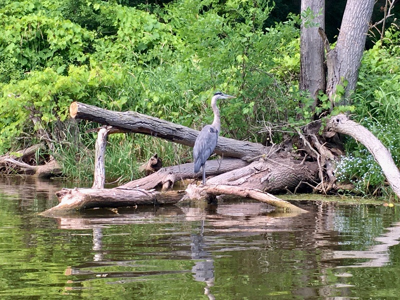 On Bronte Creek there are 3 or 4 heron who we see almost every time we go out. Photo Denise Davy