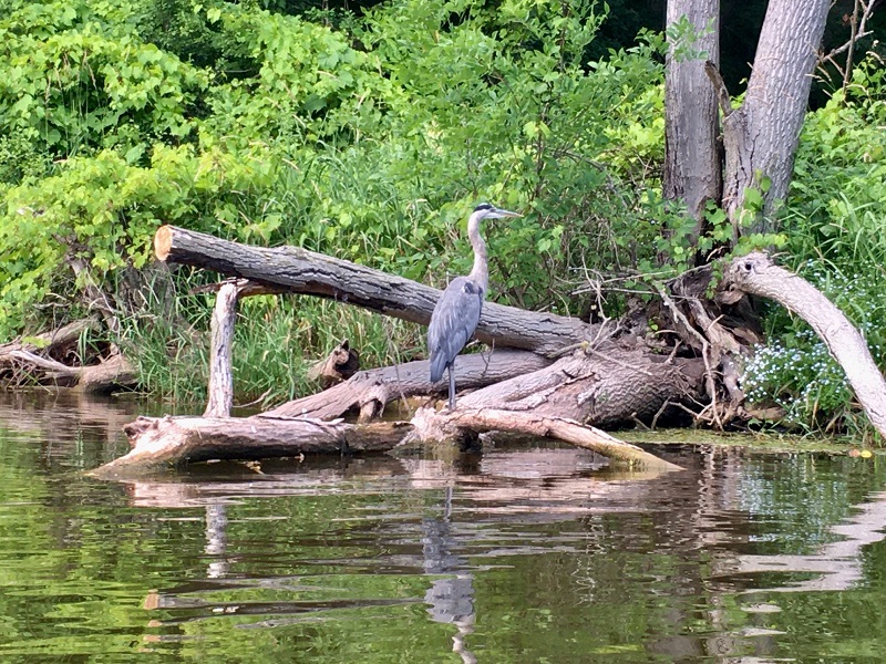 Em Bronte Creek há 3 ou 4 garças que vemos quase sempre que saímos. Foto Denise Davy