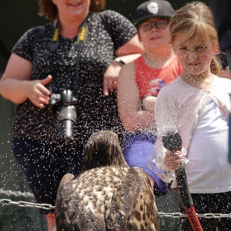 An eagle enjoys a shower after exercising. Photo Carol Patterson