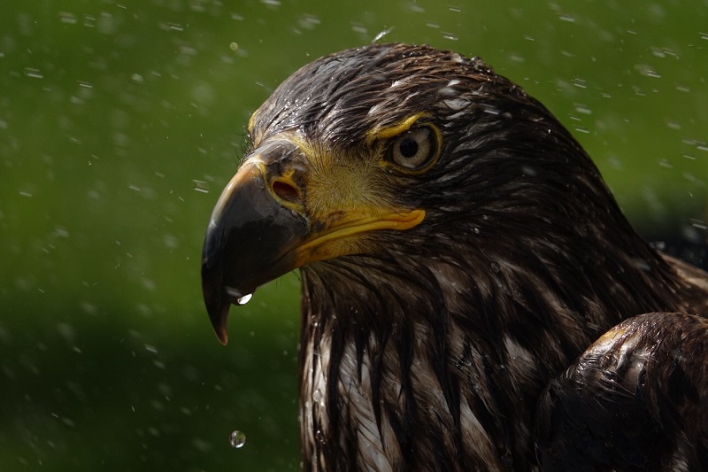 Grace es un águila calva rescatada que se recupera en la Fundación. Foto Carol Patterson