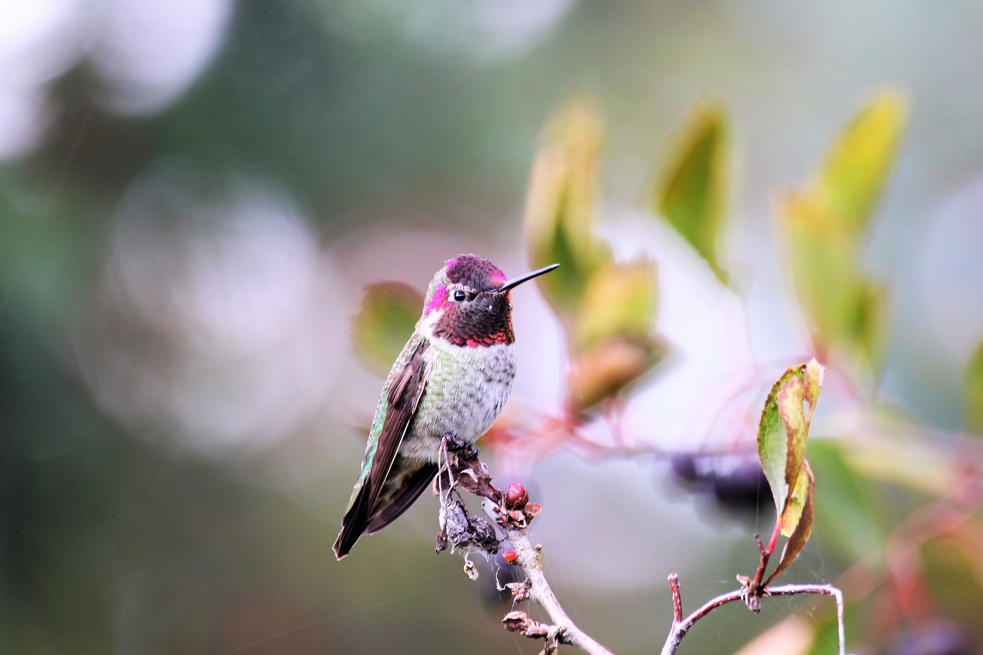 Somenos Marsh를 하이킹하는 동안 본 여러 마리 중 하나인 Anna's Hummingbird. 사진 존 기어리