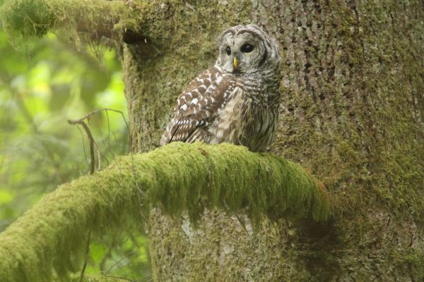 Búho barrado visto en Derby Reach Regional Park cerca de Langley. Foto John Geary